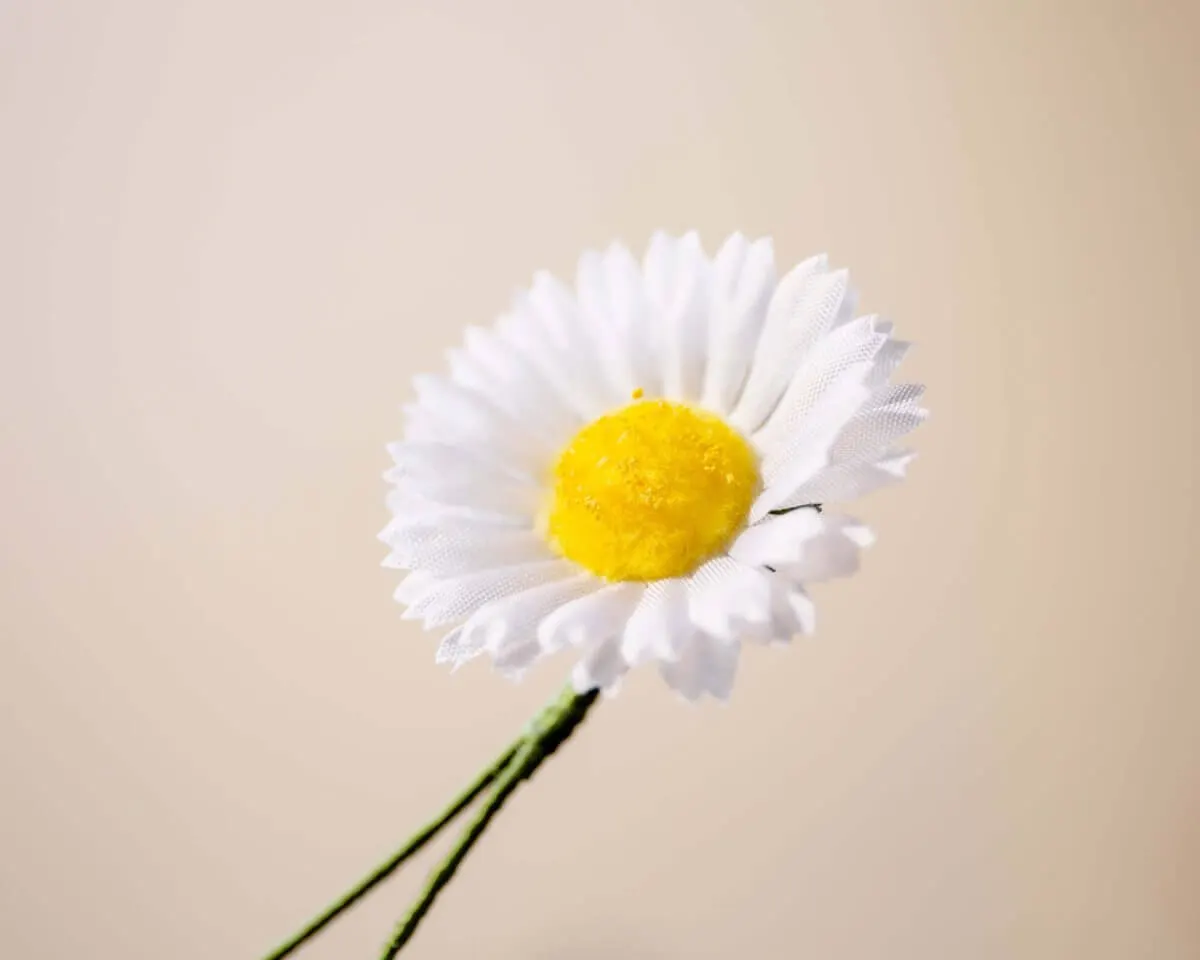Boutonnière marguerite small (Leucanthemum) - view 2