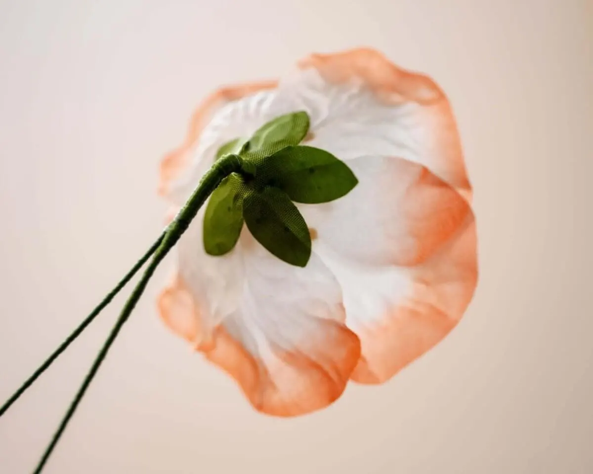 Boutonnière poppy salmon (Papaver rhoeas) - view 3