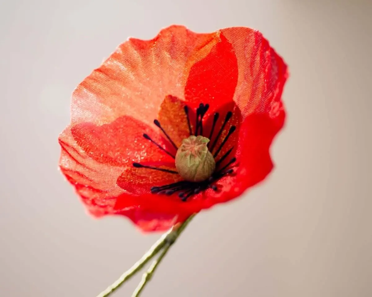 Boutonnière poppy red (Papaver rhoeas) - view 2