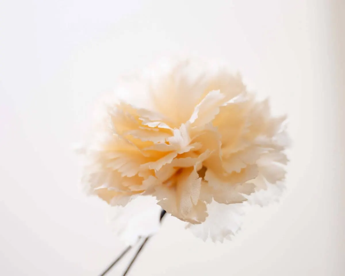 Boutonnière carnation cream b medium (Caryophyllaceae) - view 2