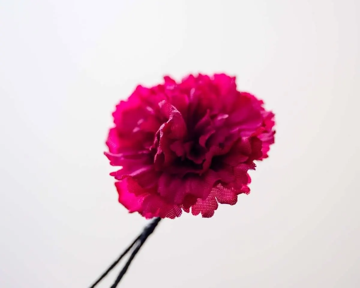 Boutonnière carnation crimson a small (Caryophyllaceae) - view 2