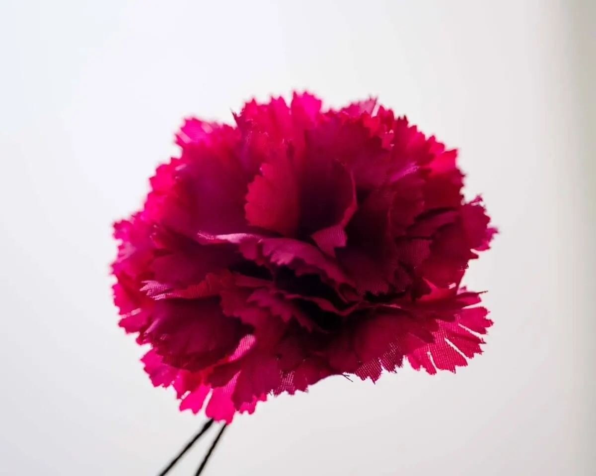 Boutonnière carnation crimson b medium (Caryophyllaceae) - view 2