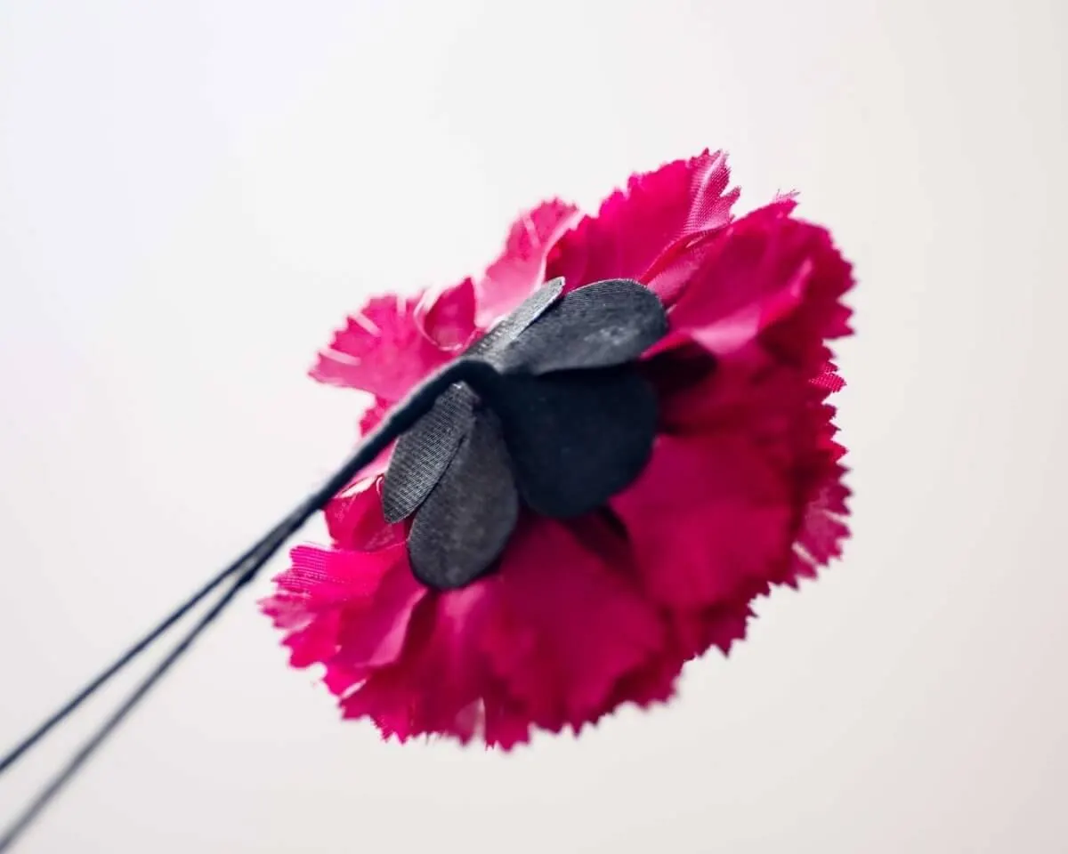 Boutonnière carnation crimson b medium (Caryophyllaceae) - view 3
