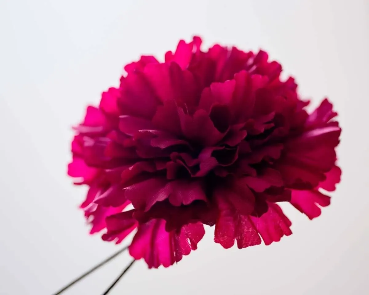 Boutonnière carnation crimson c large (Caryophyllaceae) - view 2