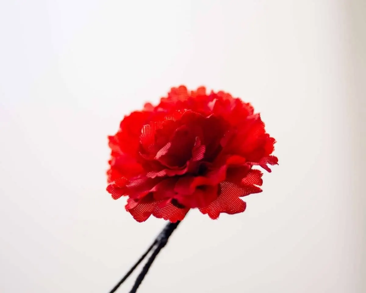 Boutonnière carnation red a small (Caryophyllaceae) - view 2