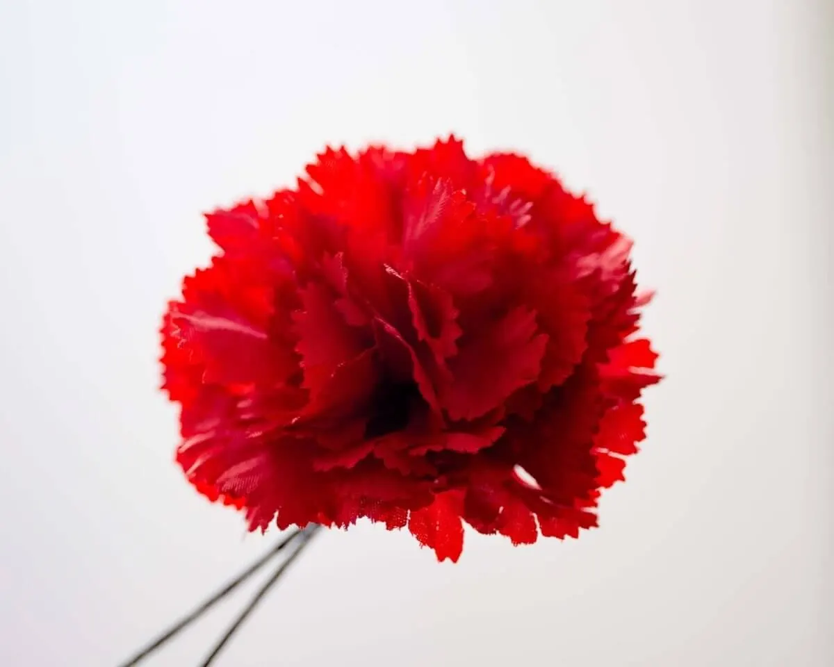 Boutonnière carnation red b medium (Caryophyllaceae) - view 2
