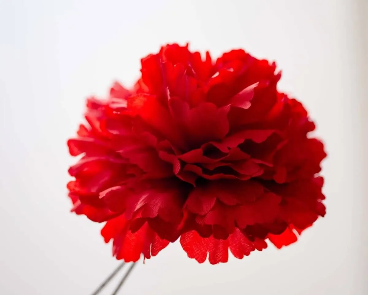 Boutonnière carnation red c large (Caryophyllaceae) - view 2