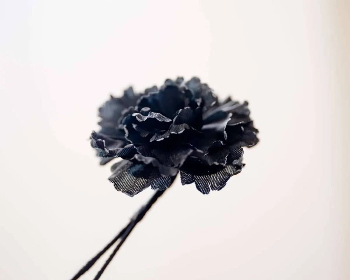 Boutonnière carnation black a small (Caryophyllaceae) - view 2