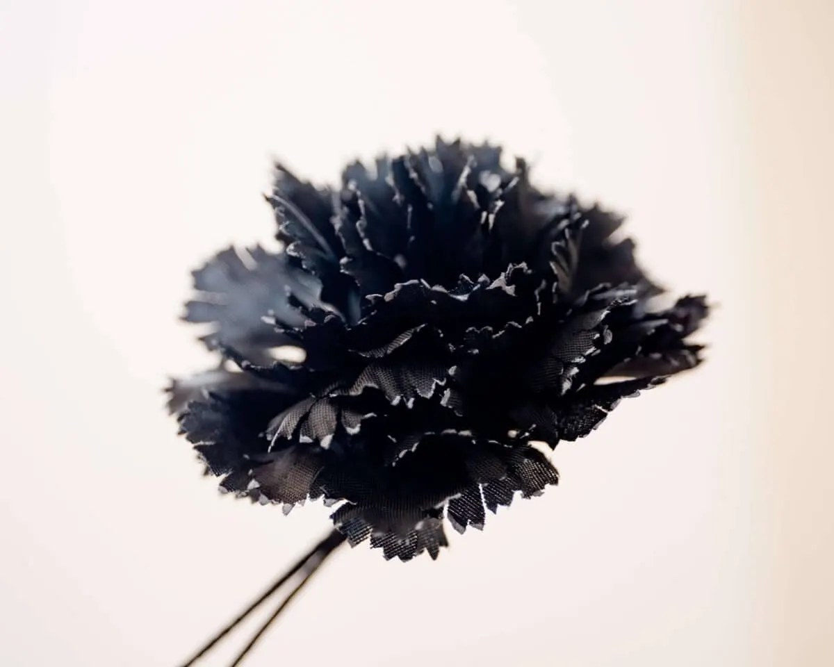 Boutonnière carnation black b medium (Caryophyllaceae) - view 2
