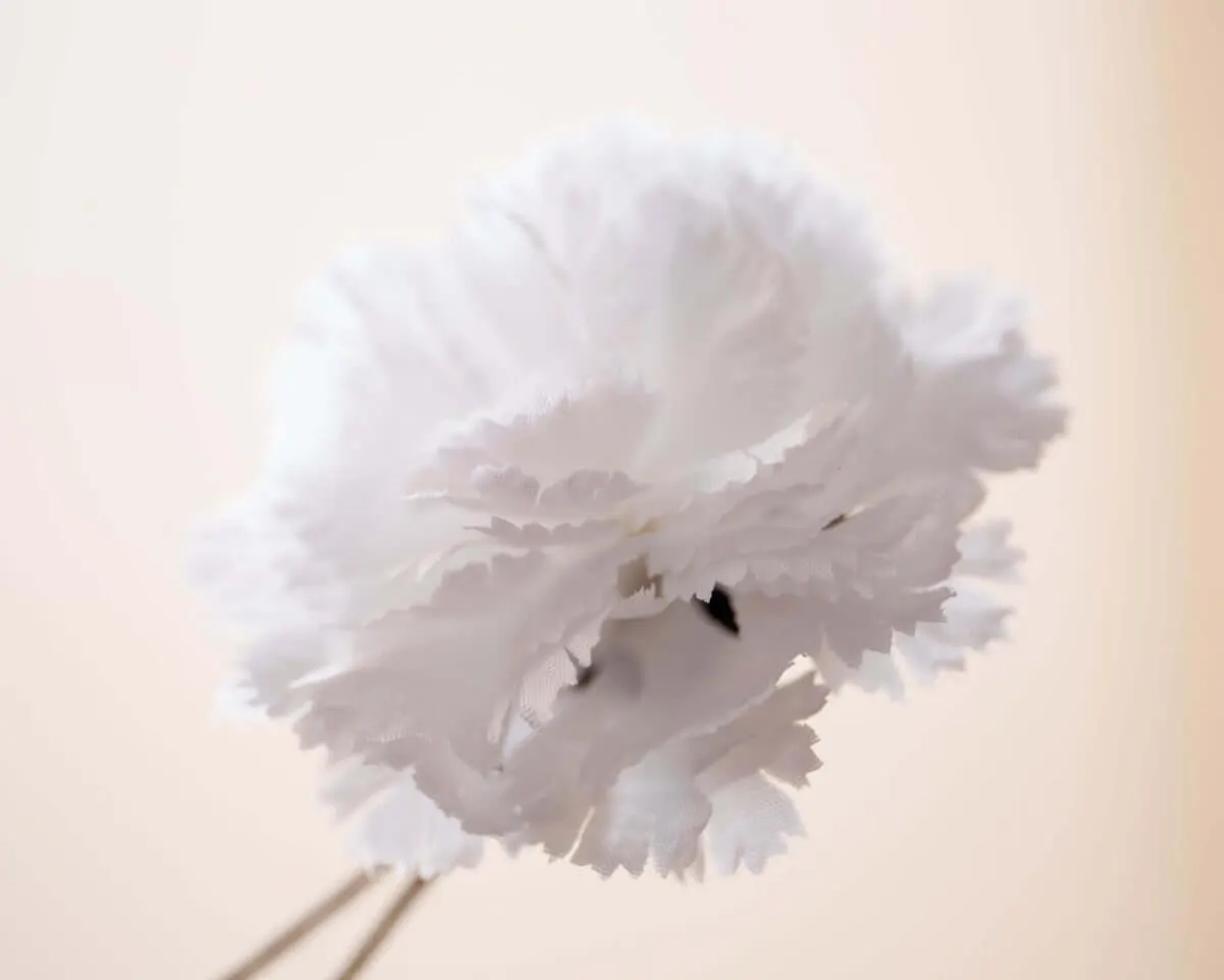 Boutonnière carnation white b medium (Caryophyllaceae) - view 2