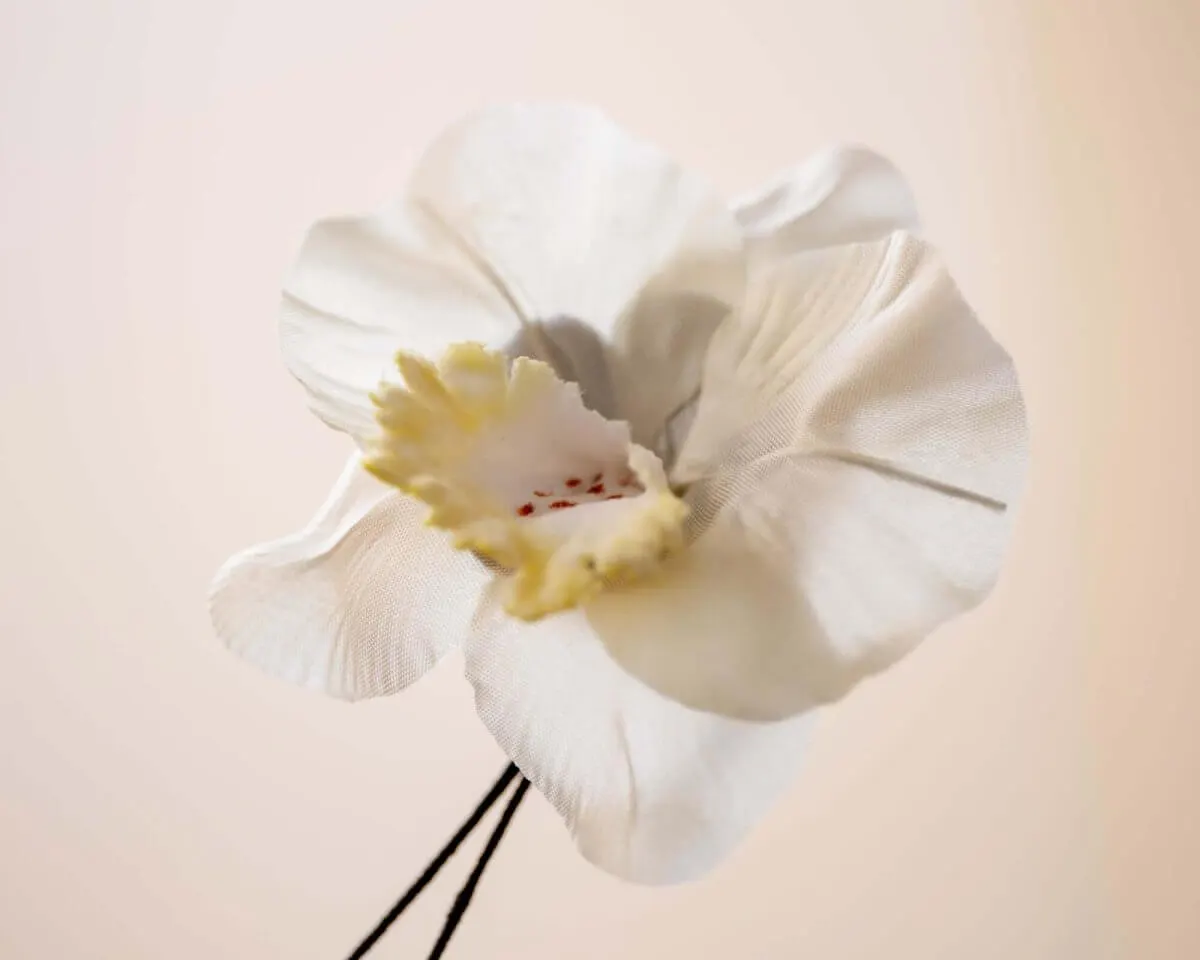 Boutonnière orchid champagne (Orchidaceae) - view 2