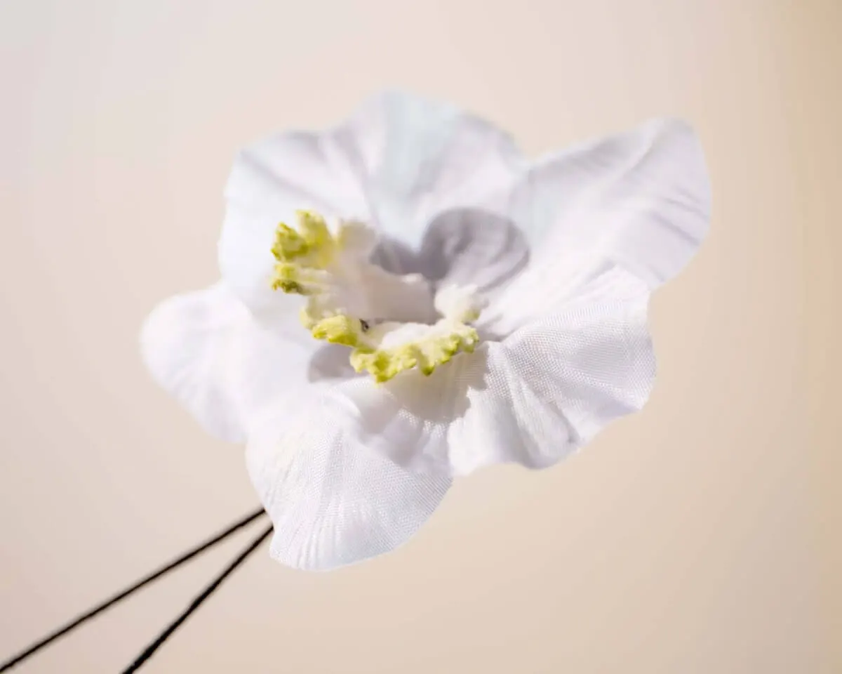 Boutonnière orchid white (Orchidaceae) - view 2