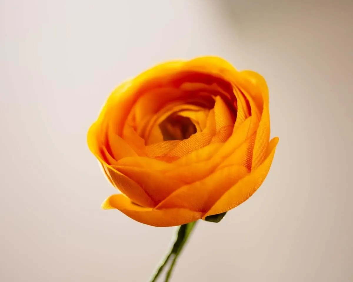 Boutonnière ranunculus yellow (Ranunculus) - view 2