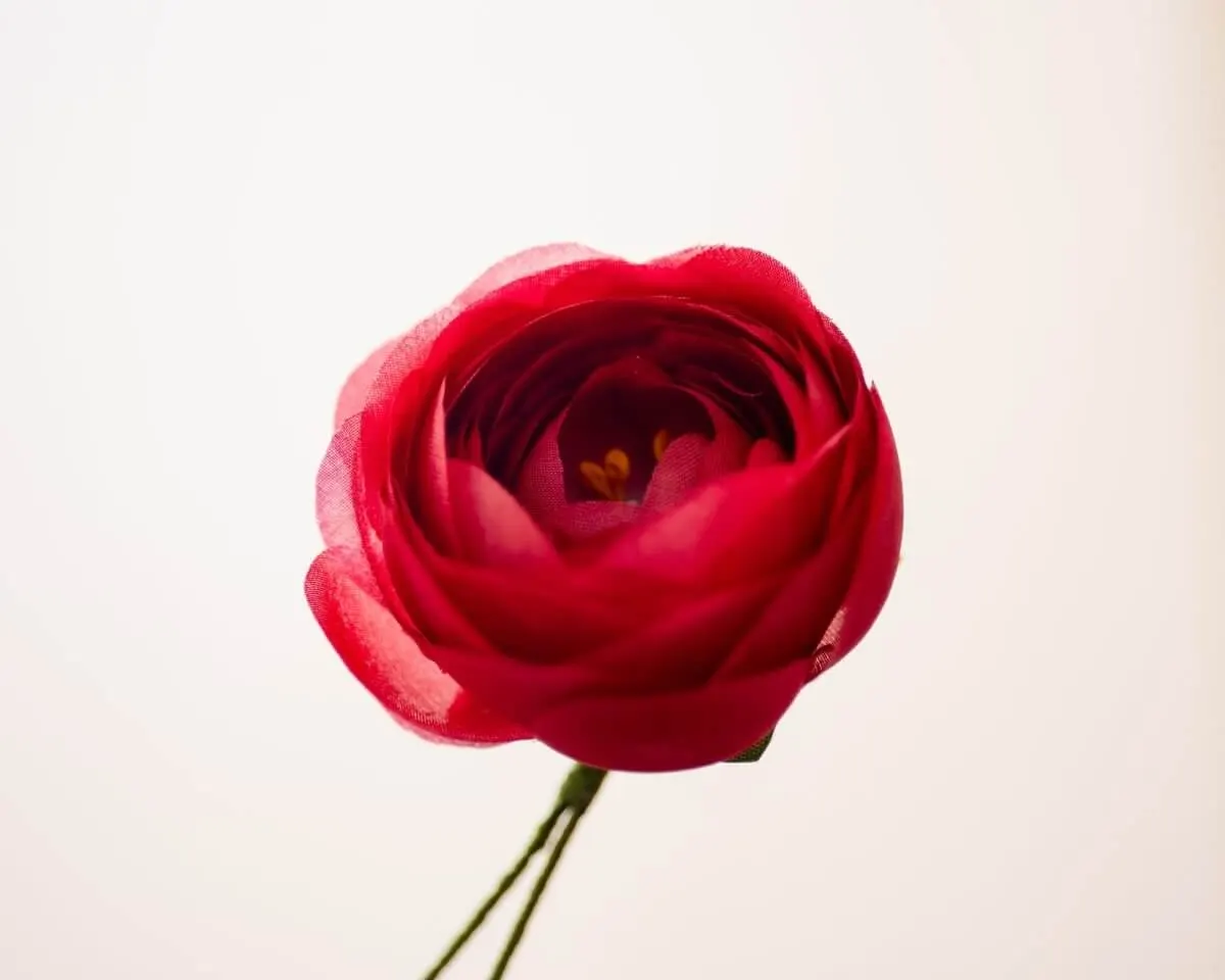 Boutonnière Ranuncle RedRanunculus) - view 2