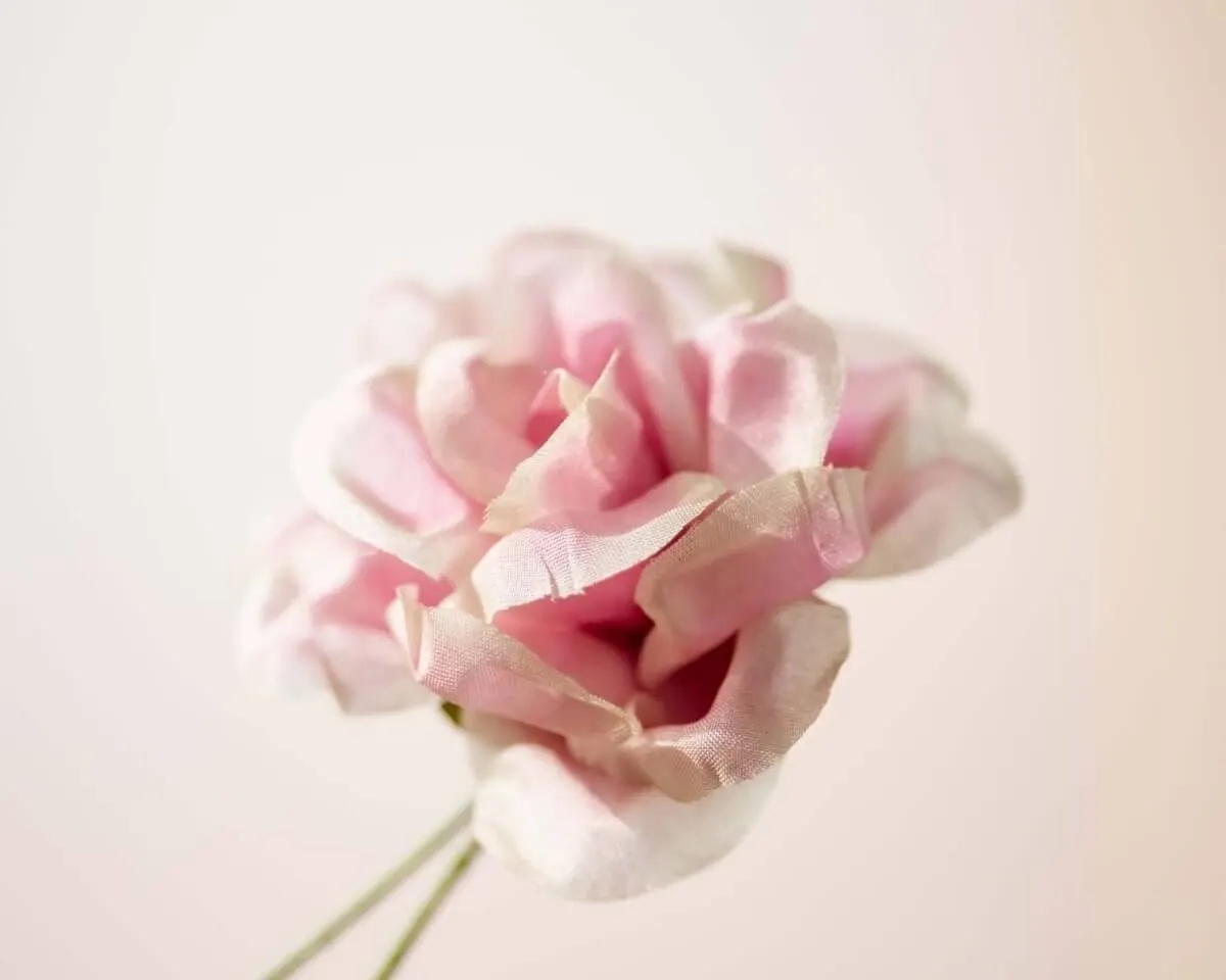 Boutonnière rose powdery pink (Rosa odorata) - view 2