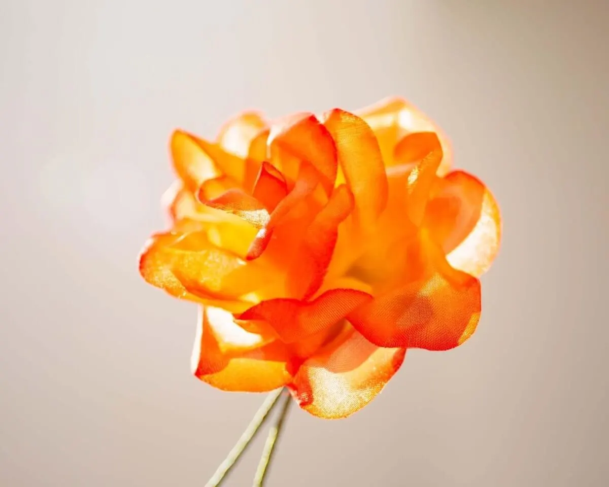 Boutonnière rose orange (Rosa odorata) - view 2