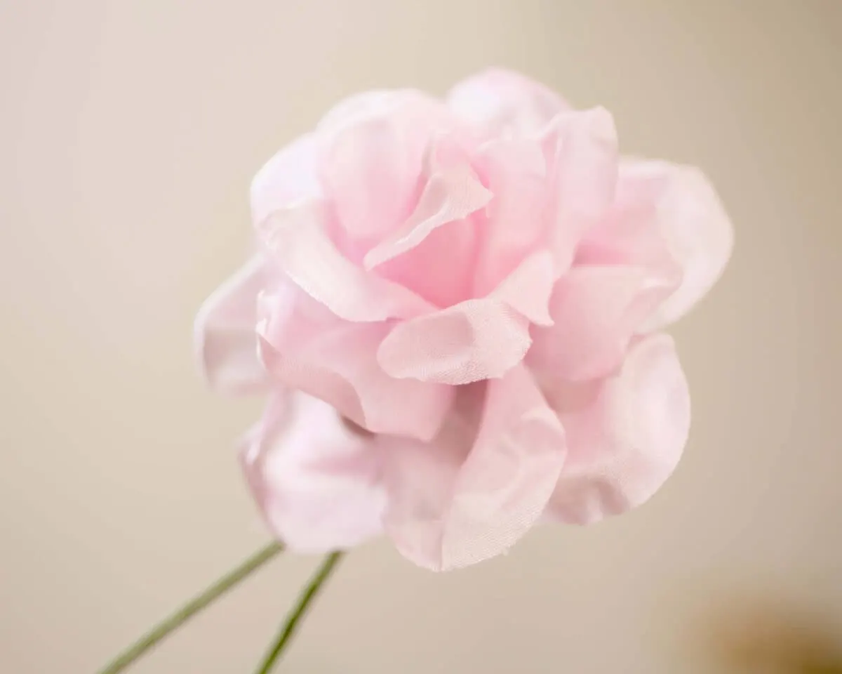Boutonnière rose light pink (Rosa odorata) - view 2