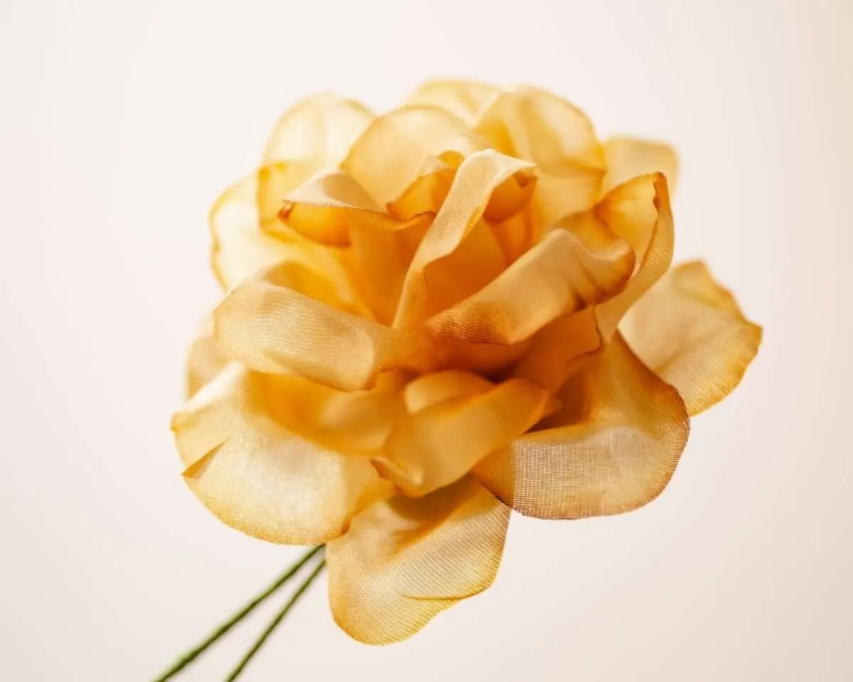 Boutonnière rose sepia (Rosa odorata) - view 2