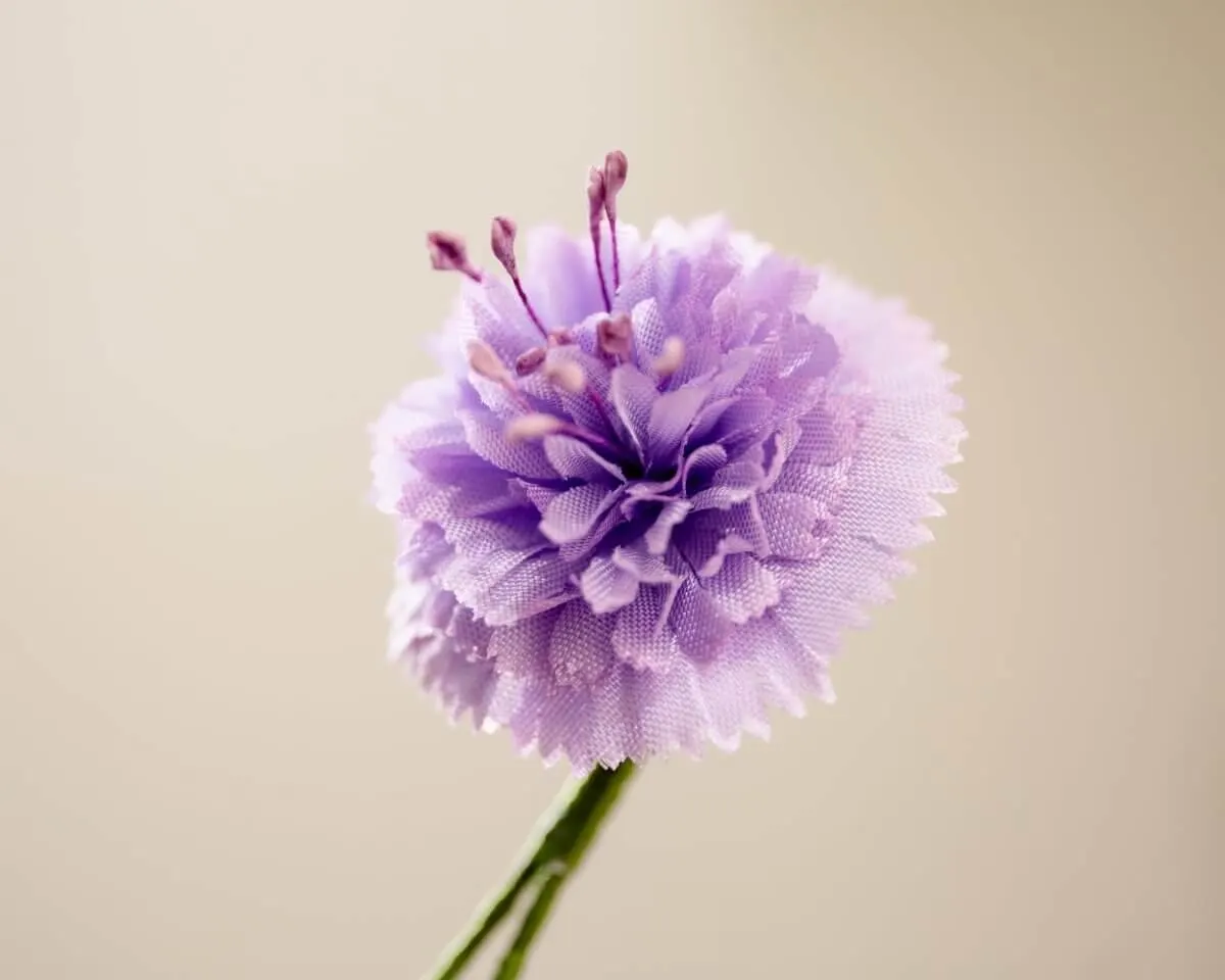 Boutonnière scabiosa (Scabiosa japonica) - view 2