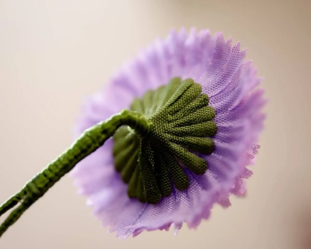 Boutonnière scabiosa (Scabiosa japonica) - view 3