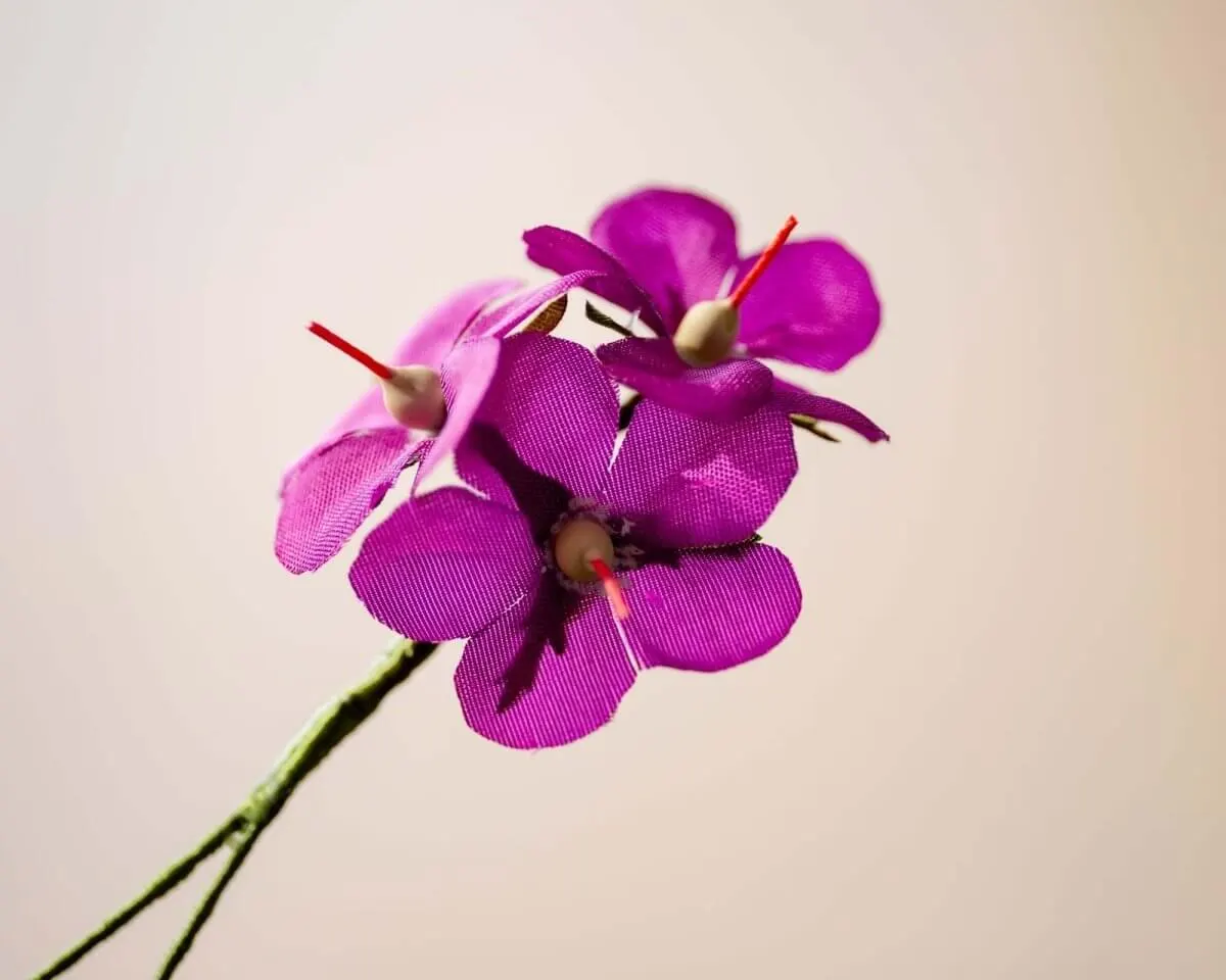 Boutonnière cranesbill purple triple (geranium) - view 2